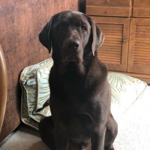 Meet your Posher, Shannon